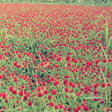 ���l�������޸�����ǧ�ռt���N�Ӱ��ռt�����������ɻ��N��