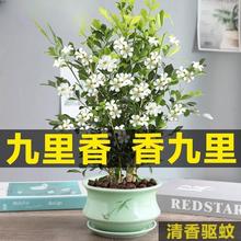 九里香盆栽盆景老桩浓香四季植物七里香树苗室内好养花卉驱蚊绿植