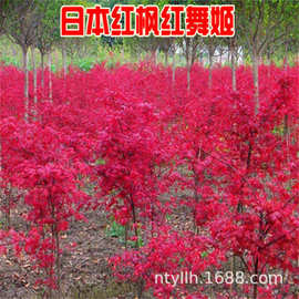 红枫树苗四季红美国日本红枫庭院正宗三季红中国红枫盆景老桩小苗