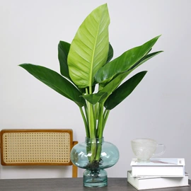 盆栽;种子;园林果树