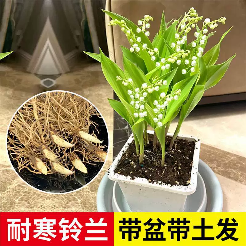 Ароматная ландыш с бутонами, луковицы с корнями, комнатный балкон, уличные горшечные растения, морозостойкие и морозостойкие рассада цветов, растения и цветы.