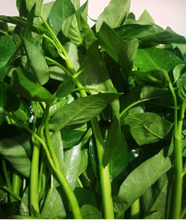 ly空心菜新鲜2斤3斤包邮重庆农家藤藤菜蕹菜蓊菜通心菜无心菜空筒-阿里巴巴