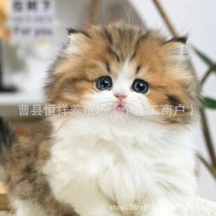����؈��؈���w��Ӱ����Ɓ�؈����С؈�䰢�Ȼ�؈����؈��؈���w
