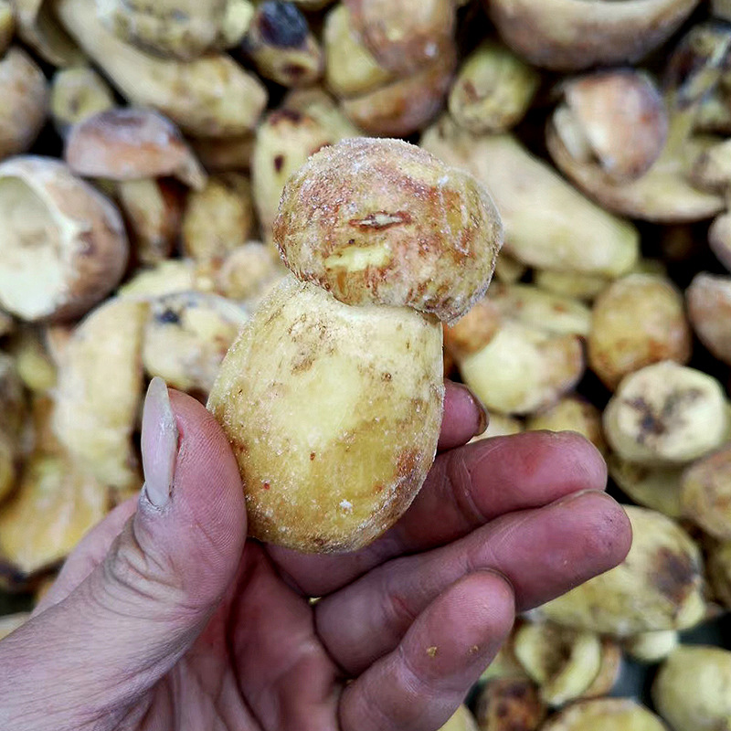 Fresh Morel Mushrooms from Yunnan, Frozen White Morels, Specialty in Yunnan, Wholesale for Hot Pot Restaurants and Hotels