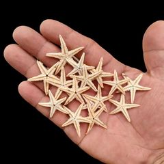 ミニ海星海螺貝殻滴ゴムアクセサリーDIY手作り部品微景観漂流瓶ゼリーワックス