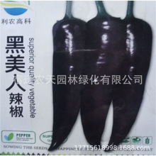 批发彩包种四季播种室内阳台盆栽花卉种子家庭花种葫芦薰衣草地摊