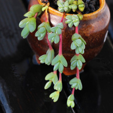 多头群生多肉植物碧玉莲多肉鹿角海棠碧鱼莲花小球玫瑰钱串橘子球