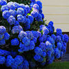 Hydrangea seeds, hydrangea, flowers seeds, all seasons of seasons, blooming courtyards, blooming outdoor flowers and grass seeds