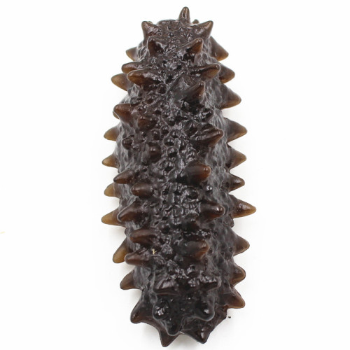 Simulated genuine small sea cucumber fake seafood full model food toys shooting props Liao ginseng PVC sea cucumber ornaments