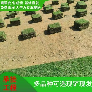 Wholesale Dwarf Bermuda Lawn, Dog Tooth Grass, Rye Grass, Manila Chinese Brome Grass, Taiwan Four-Season Green Lawn