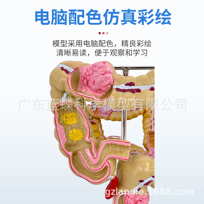 ֱ���̴��󳦽᳦����ģ�� ����ֱ���̴����Ÿس���ģ��ֱ������