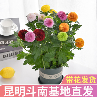 Large Pots of Multi-Color Ping-Pong Chrysanthemum Potted Plants with Buds That Bloom in All Seasons, Chrysanthemums Are Easy to Grow and Live Indoor Balcony Green Plants and Florals