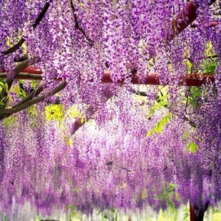 Fenghua Vine Wisteria Flower Seedlings Courtyard Balcony Climbing Plant Climbing Cold-Resistant Flower Wisteria Sapling Wisteria Fragrance
