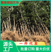 一件代发花椒树苗大红袍花椒苗树无刺四川麻椒盆栽地栽花椒树大苗