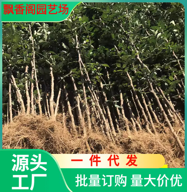 一件代发花椒树苗大红袍花椒苗树无刺四川麻椒盆栽地栽花椒树大苗