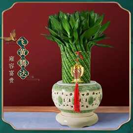 编织竹富贵竹水培植物盆栽客厅水养大型绿植室内四季常青乔迁