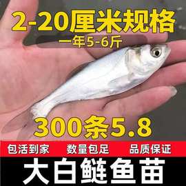 白鲢鱼苗鲢鳙水鲢跳鲢鲢子花鲢鱼苗淡水鱼苗草鱼鲤鱼四大家鱼批发