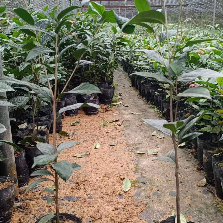 广西防城港金花茶3年原生树苗落地种植当年开花