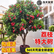 特大号荔枝树苖嫁接苗无核桂味冰荔糯米糍果树果苗南北方庭院种植