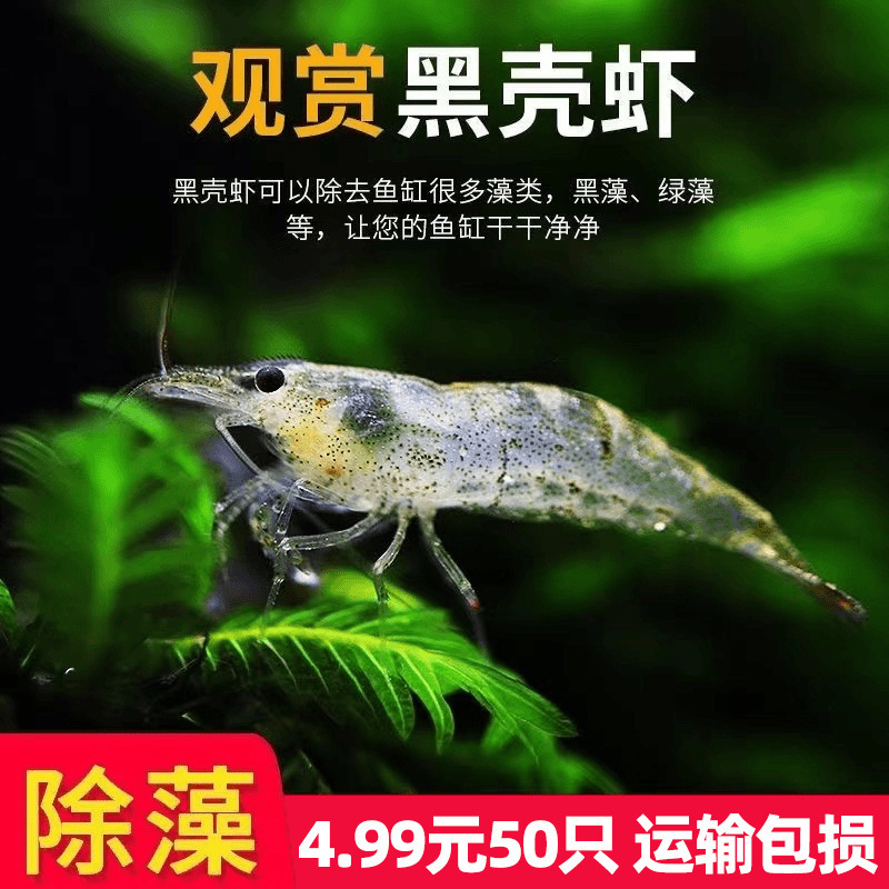 黑壳虾鲜活观赏虾除藻鱼缸小虾淡水耐活冷水号清洁极火樱包邮批发
