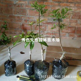 ��̼��÷�����ɾӖ|�������Ϸ��޽�ˮ�����������ش�|������Y��