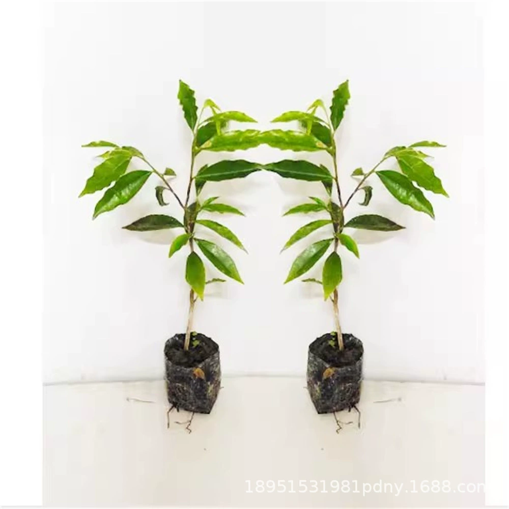 Ценные саженцы Саженцы дерева Фиби в золотой оправе Аутентичные саженцы дерева Чэньсян Листовой палисандр Хайнань Хуанхуа Саженцы груши