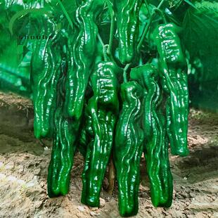 Spicy Wrinkled-Skinned Pepper Seeds, Thin-Skinned Peppers, Spicy Pepper Seeds, Medium-Spicy Potted Seeds for All Year Round Planting