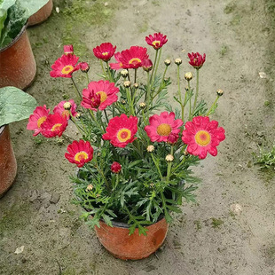 �����������Ի��� ľ���� �@�־G��������ľ �ر�����ֲ�� �Gֲ