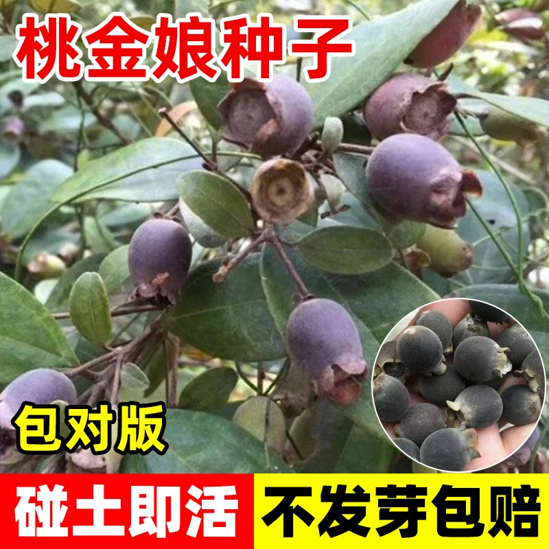 散装桃金娘种子哆尼仲尼山菍多莲当梨根桃舅娘当泥稔子树种子批发
