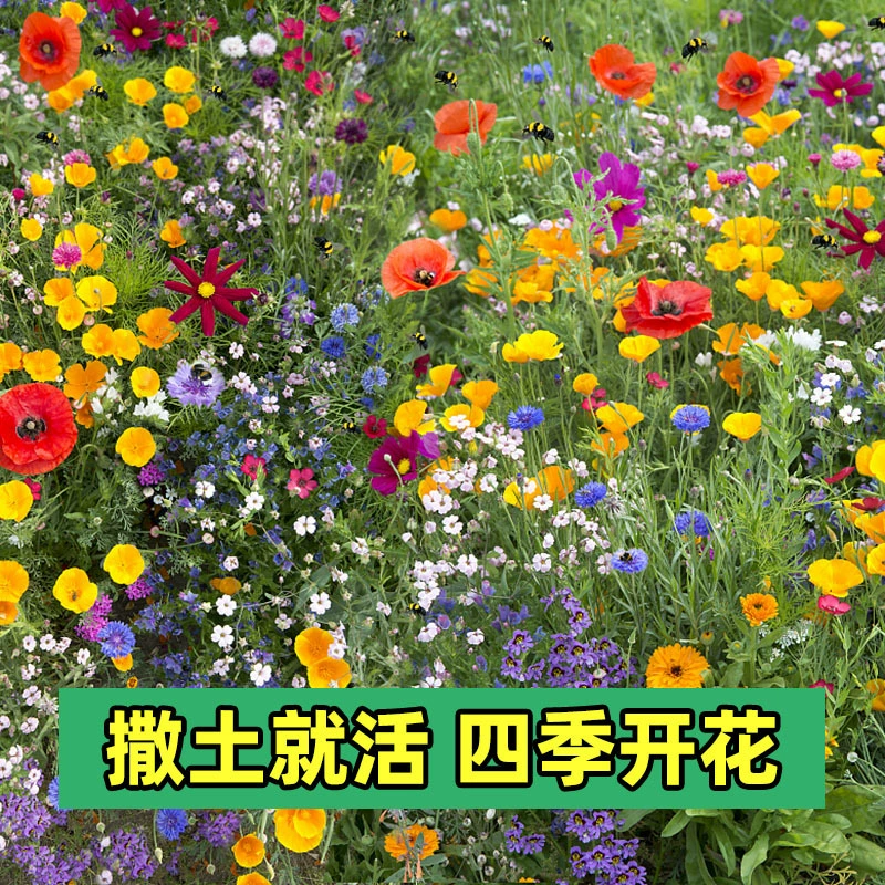Смесь семян полевых цветов для всех сезонов, семена герберы, семена космоса, семена подсолнечника.