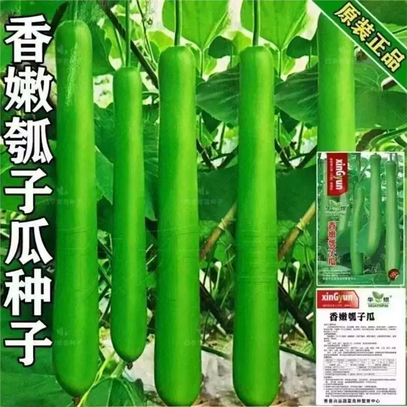 Семена длинной тыквы, семена длинной тыквы, семена сладкой тыквы, семена овощной тыквы, семена белой дыни, семена четырехсезонных весенних овощей