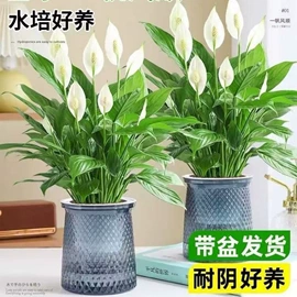 盆栽;种子;树苗