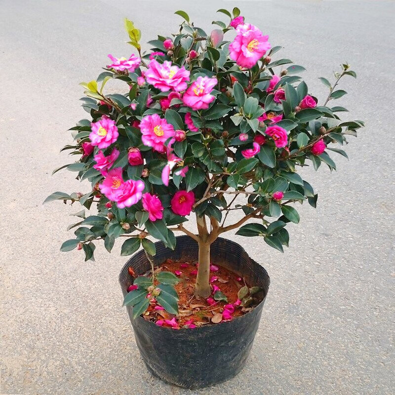 茶梅树苗茶梅花苗庭院阳台室内外 耐寒花卉 茶梅盆栽老桩茶梅盆景