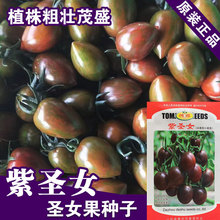 樱桃番茄种子番茄籽紫圣女果种子蔬菜种子批发菜种菜籽种子公司