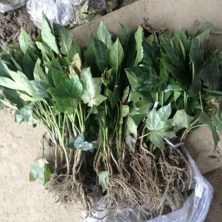 8832612657_263235629