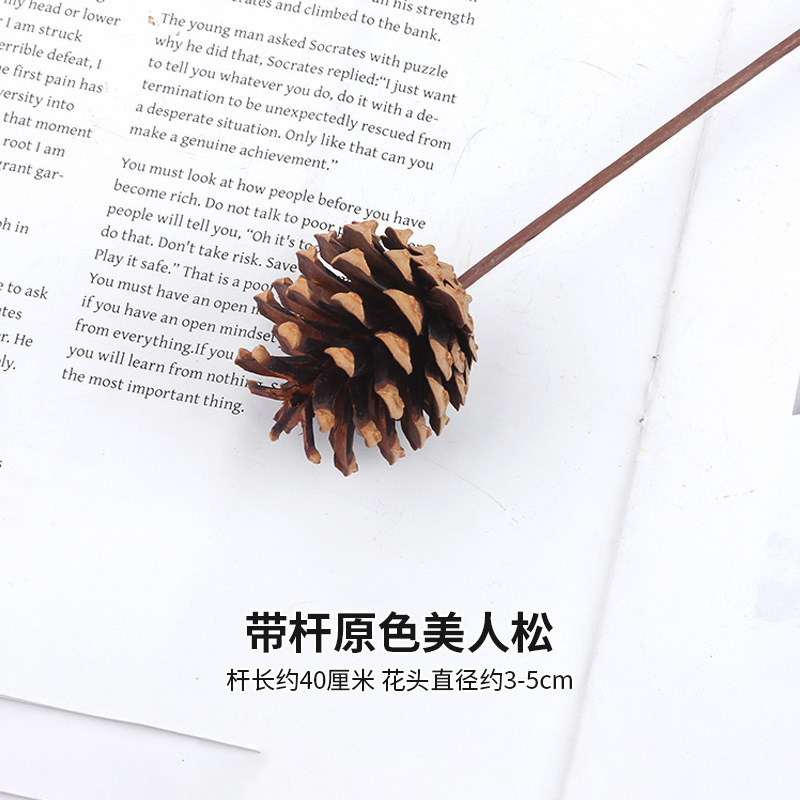 로드가 있는 오리지널 컬러 뷰티 파인