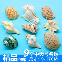 海螺贝壳天然海星鱼缸造景手工diy打孔漂流瓶装饰卷贝鱼寄居蟹壳