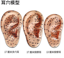 耳朵模型 按摩耳 针灸耳模型