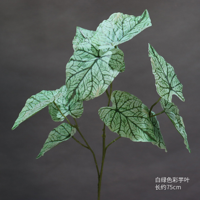 Hojas de taro blancas y verdes