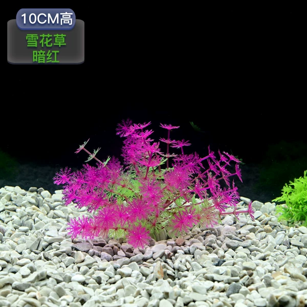 10cm high snowflake grass [dark red]