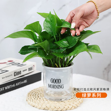 绿萝土培水培绿植室内好养易活桌面小盆栽吸水盆四季常青绿意装饰