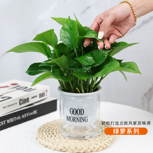 �G�}����ˮ��Gֲ����С������ˮ���ļ�����G���b��k���Һ��B