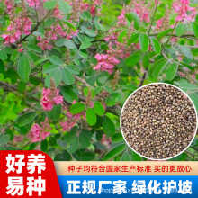 ໨ľmNӷNѶ໨ľ{ÃĹľԴֲǶ