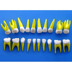 ENOVO Yinuo deciduous teeth 1:1 model deciduous teeth column anatomical structure model