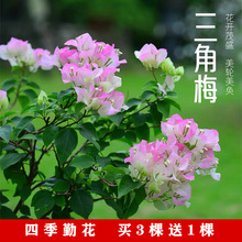 ����÷�����Ϙ����Ԏ������ļ��_�ܲ��������ذ���Ԯֲ���҃��Nޱ