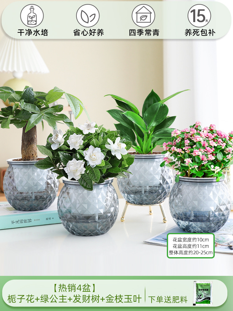 [베스트셀러 4화분] 치자나무 + 그린 프린세스 + 머니 트리 + 황금가지와 옥잎