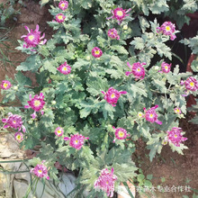 大菊花苗盆栽地栽四季开花九月大菊室内外阳台耐寒热菊花苗基地