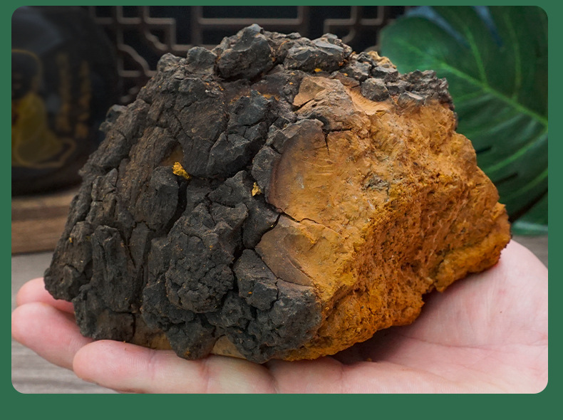Wild Chaga Mushroom Raw Chunks 40g Long White Mountain Inonotus obliquus Herbal Tea key features