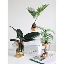 水培植物龟背竹天堂鸟室内的桌面盆栽懒人好养净化空气办公室绿植