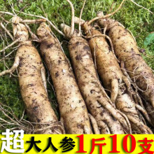 鲜参新鲜整枝包参带土鲜500g生晒人参人参白参参保鲜长白山野山参